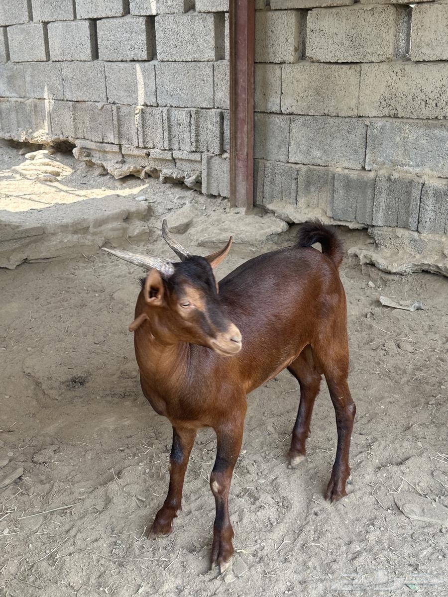 تيس بلدي ماشاءالله تبارك الله64473933250306112