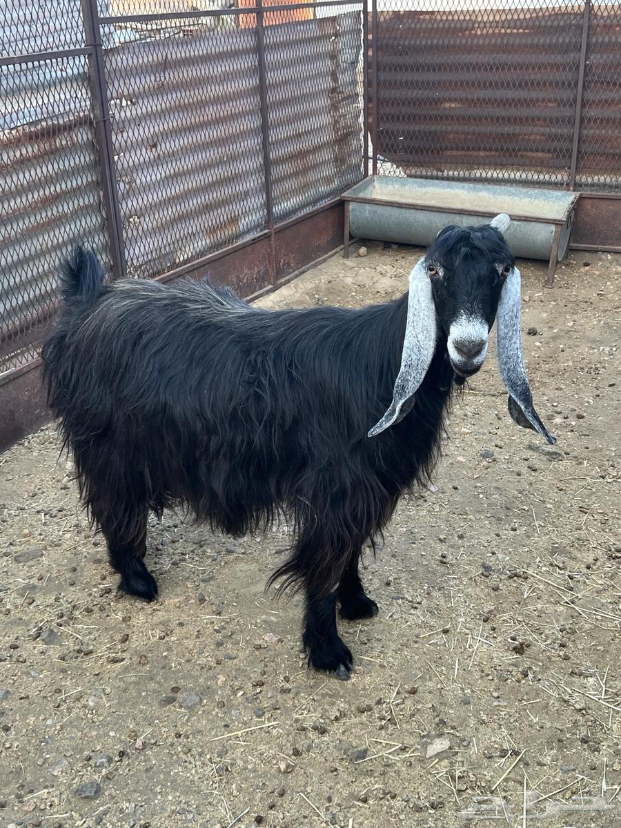 Goat for sale64476545330178113