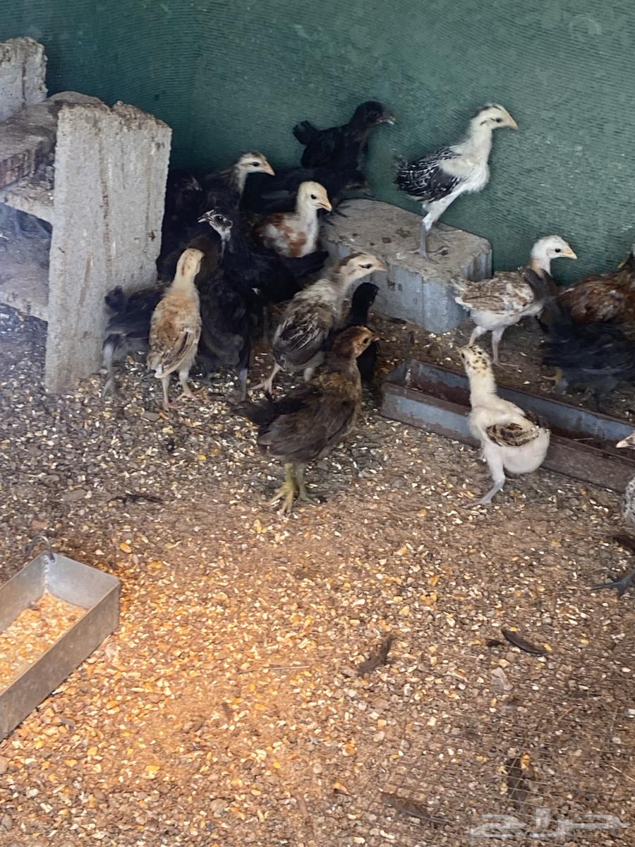 Local, Fayoumi, and Turkey Chickens and Roosters for Sale64474139887746111