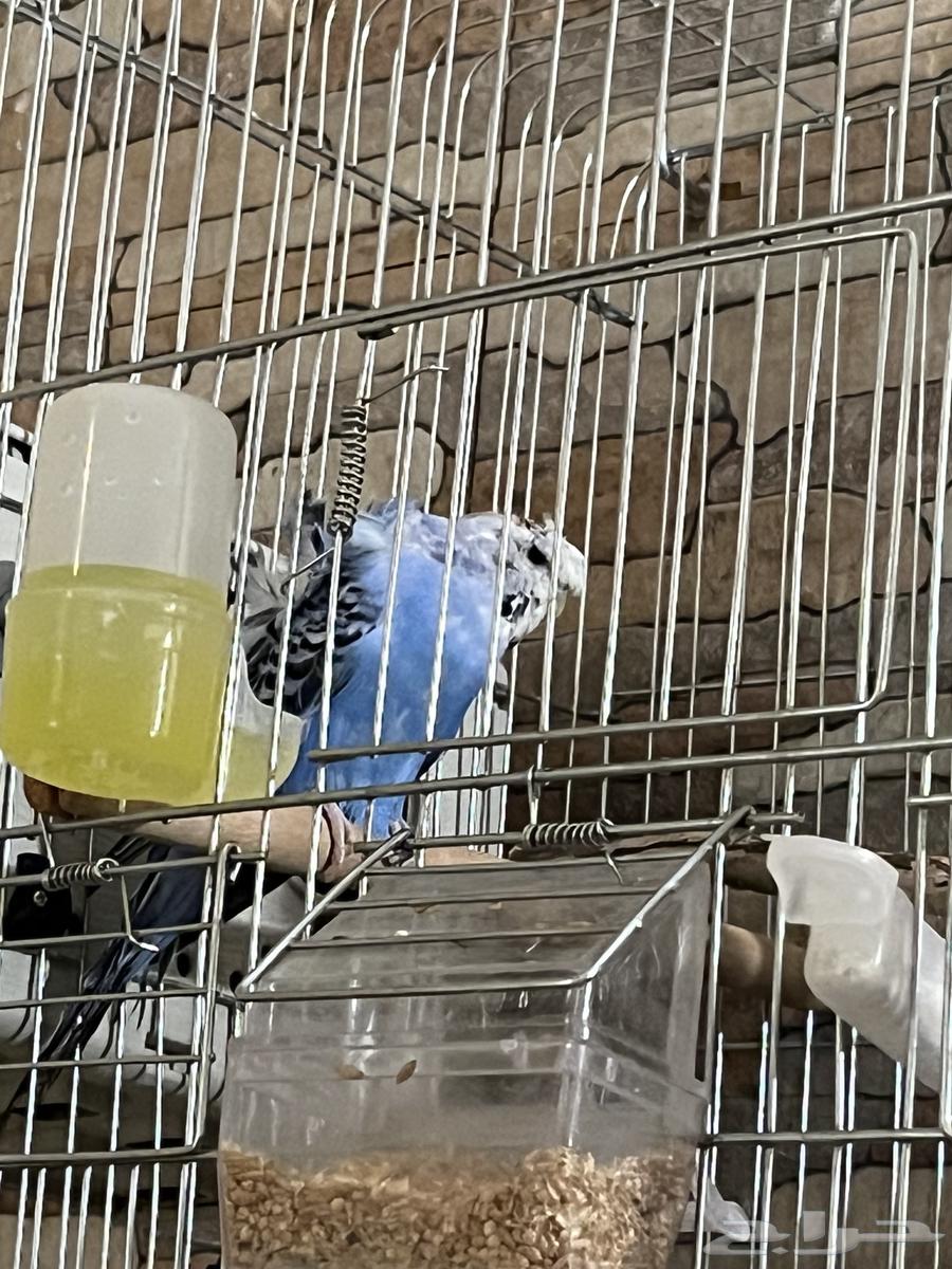 زوج هوقو64476057825667111