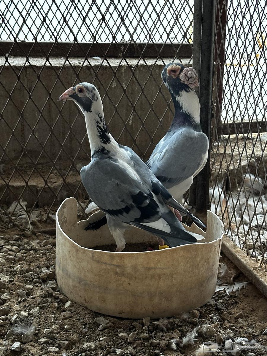 Jawz Karir64473527081217111