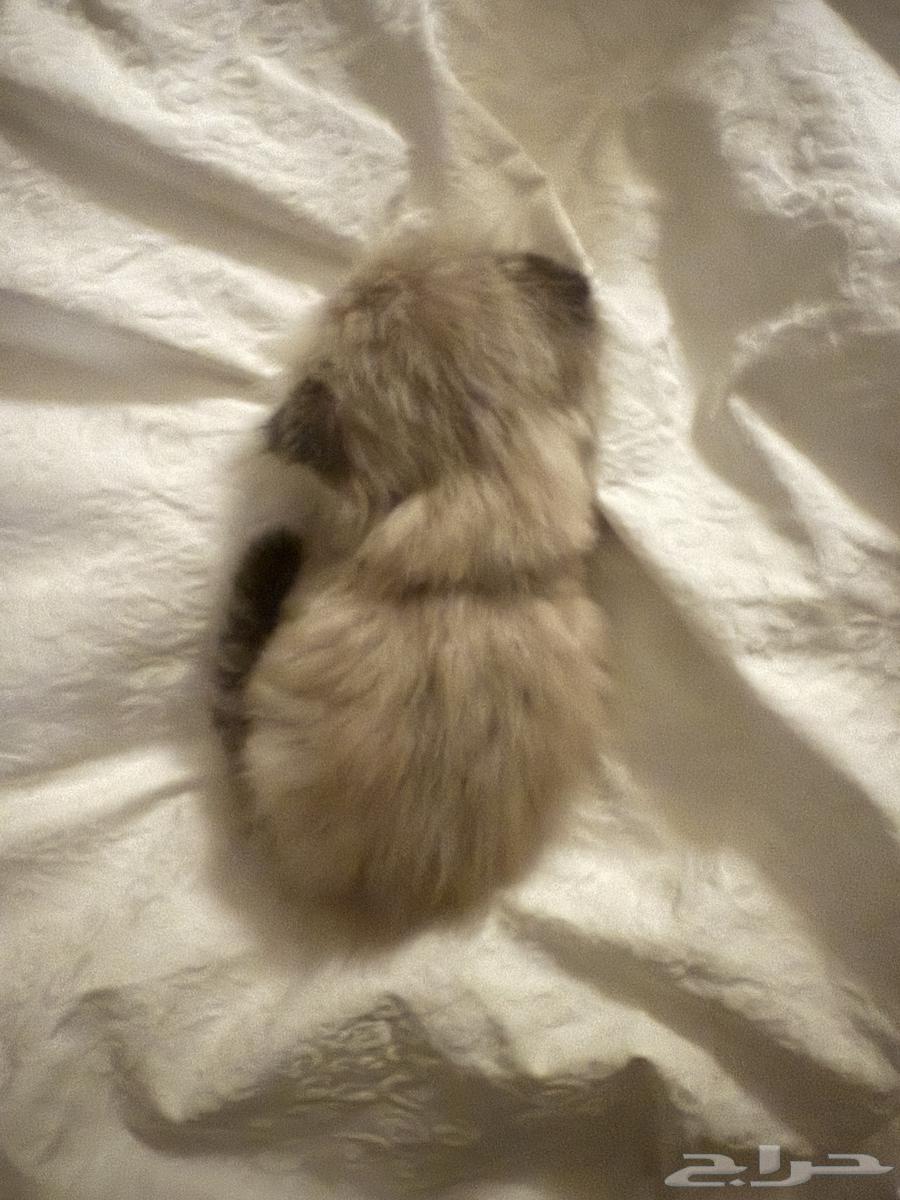 A small cat64471676782081111