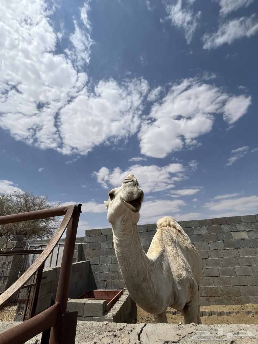 البيع بعير فحل كفو انتاج طيب64475946168579112