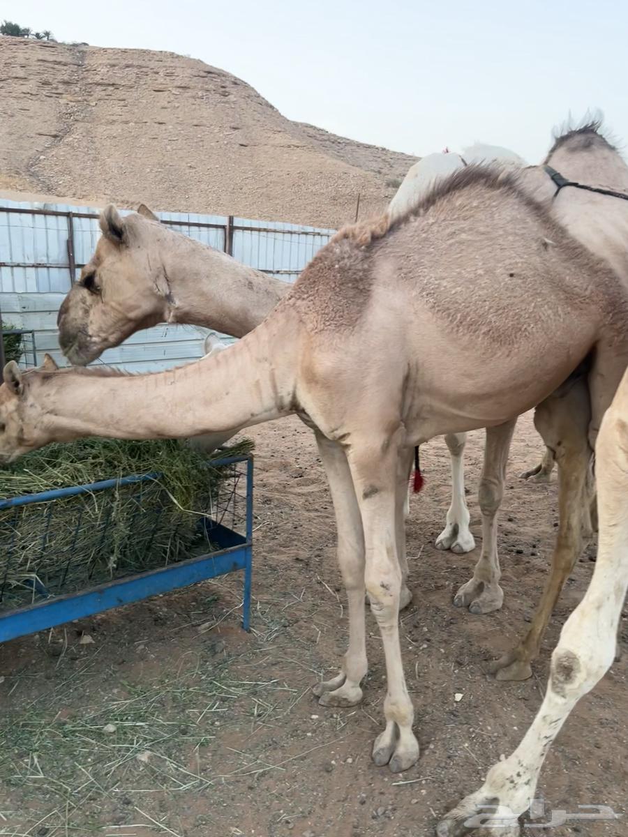 حاشي للبيع عمره 7 شهور حليب وبرسيم64477783264515111