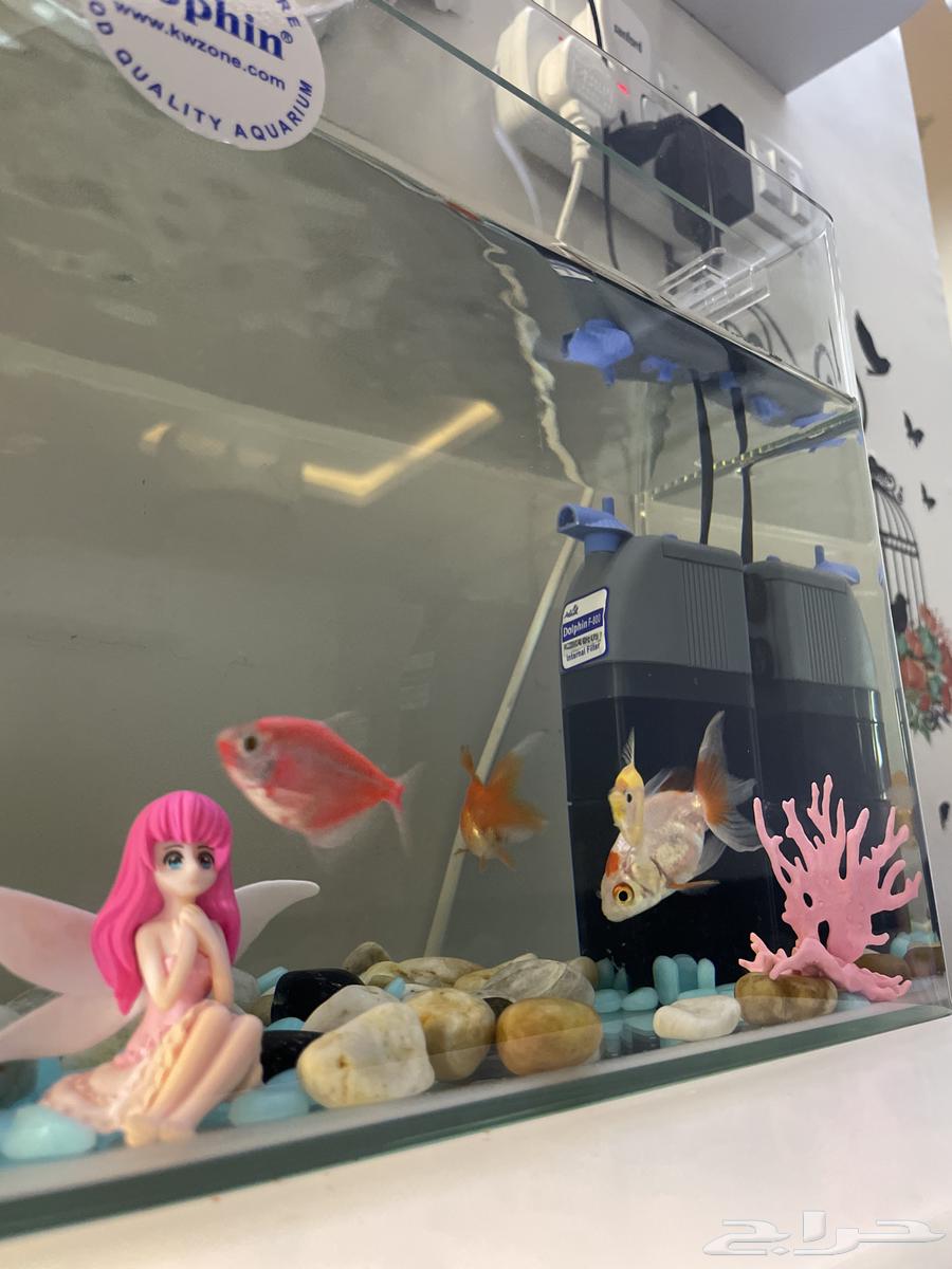 حوض سمك للبيع ب 300 ريال64475777858434111