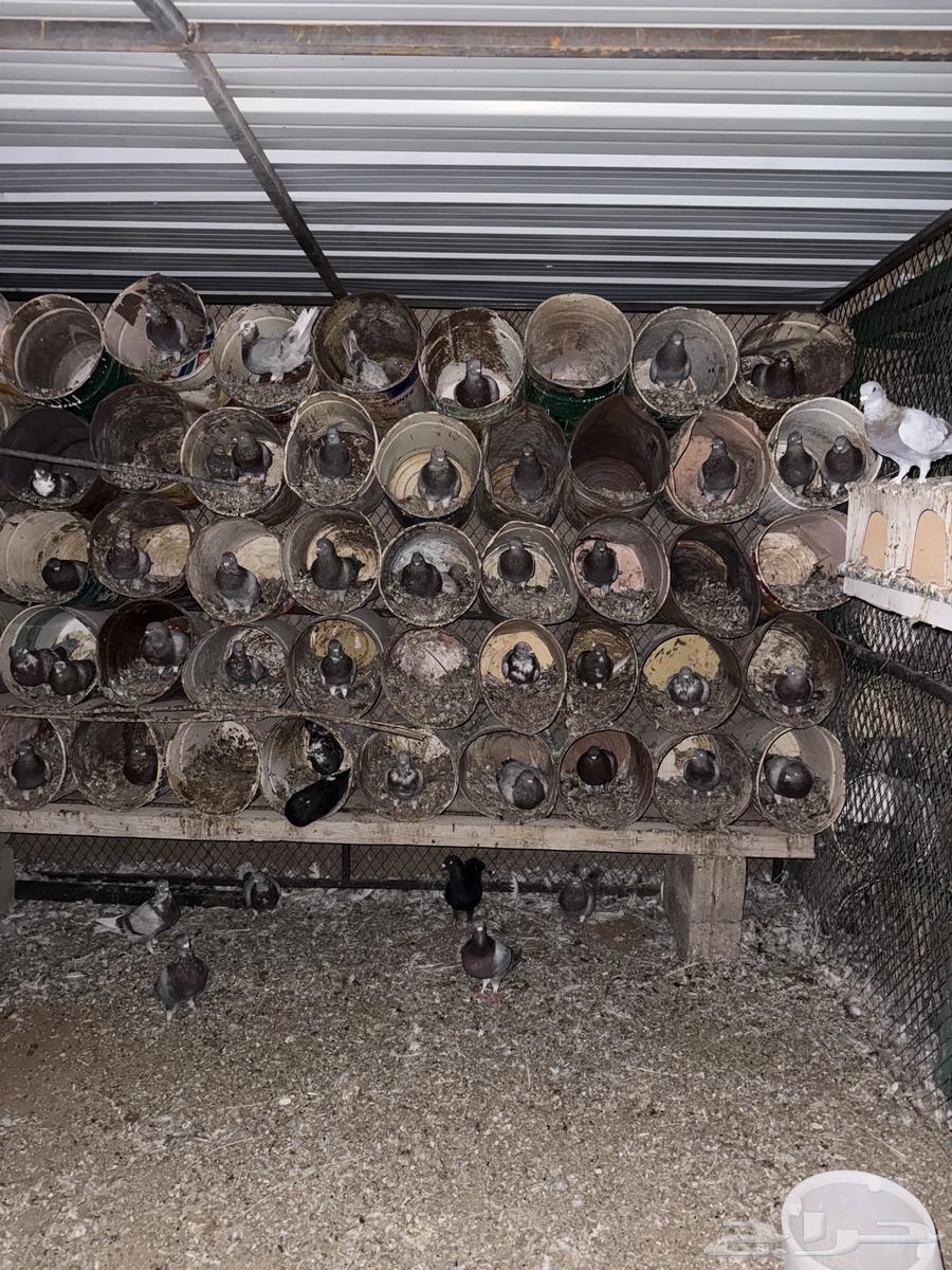 حمام سلفر على السوم مباع مباع64478224889986111