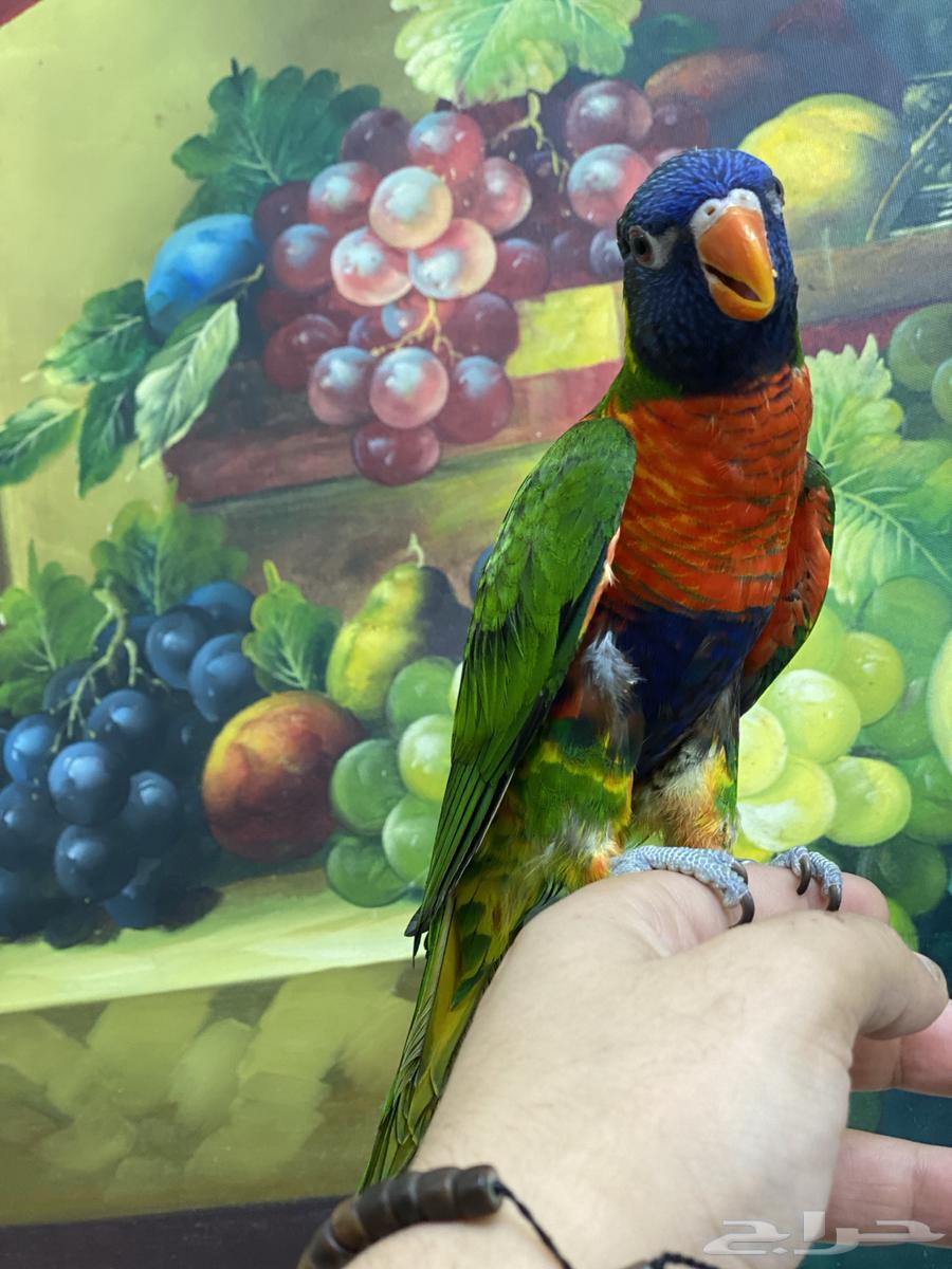 تم البيع لوري ريمبو64471952741635112