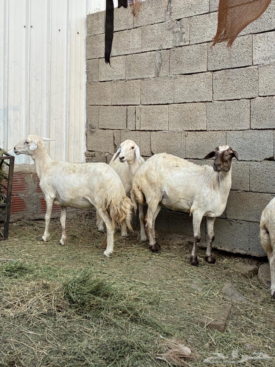 ظان للبيع64476880102145111