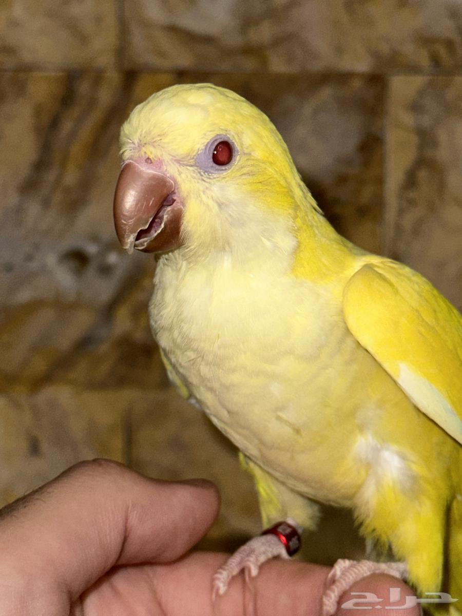 كويكر لاتينو اليف وهدد تم البيع64472186628866111