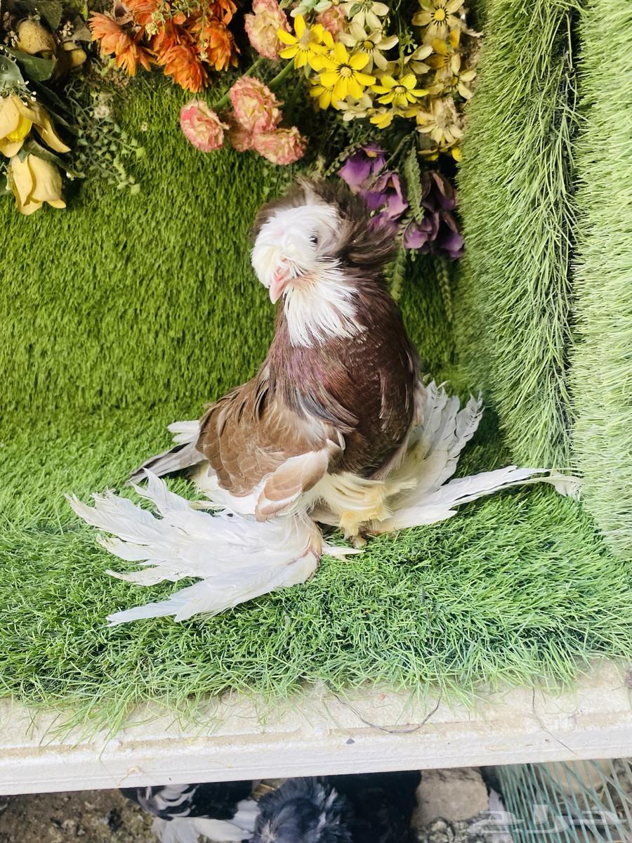 للبيع مجموعة بخارات بولهد64473997653635110