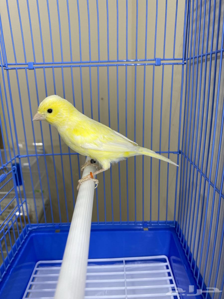 Female Slager String (Sold)64474043863681110