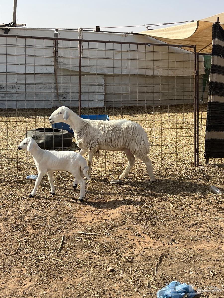 للبيع ثنوات حريات والد64473457240321111