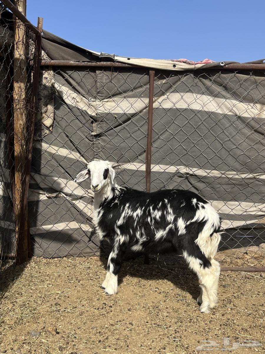 طلي سمين ونظيف860  فقط64473597112835114