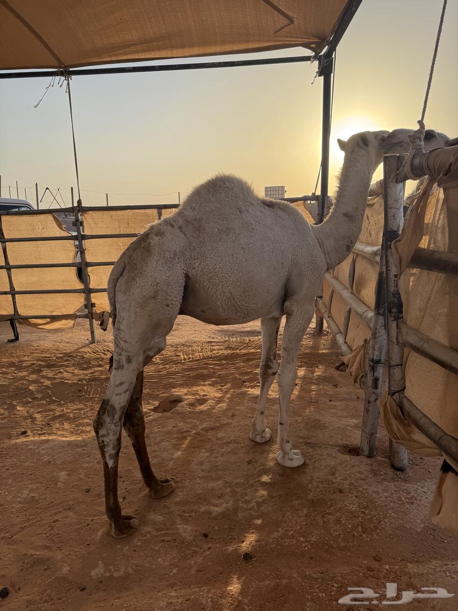 Qa3dan for sale64475777842179113