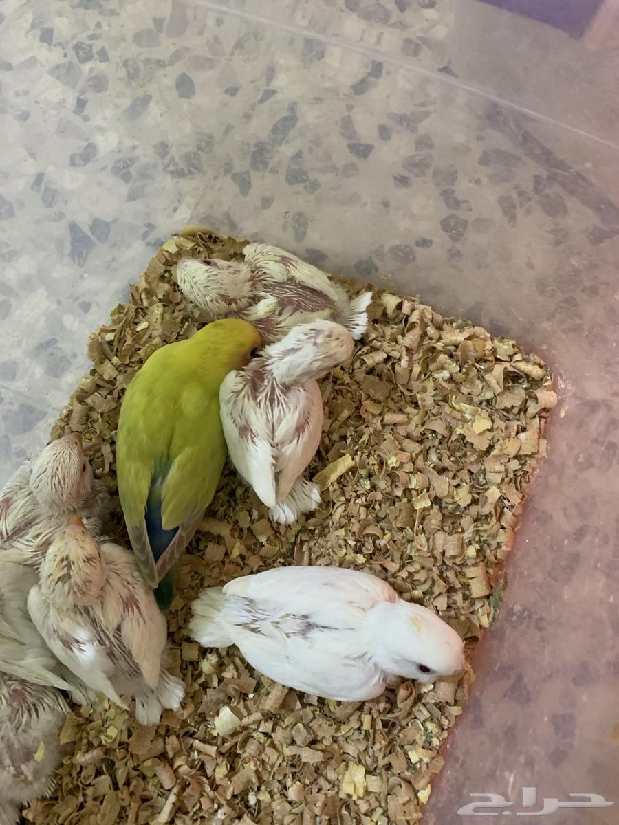 فروخ كروان للبيع64475016392321113