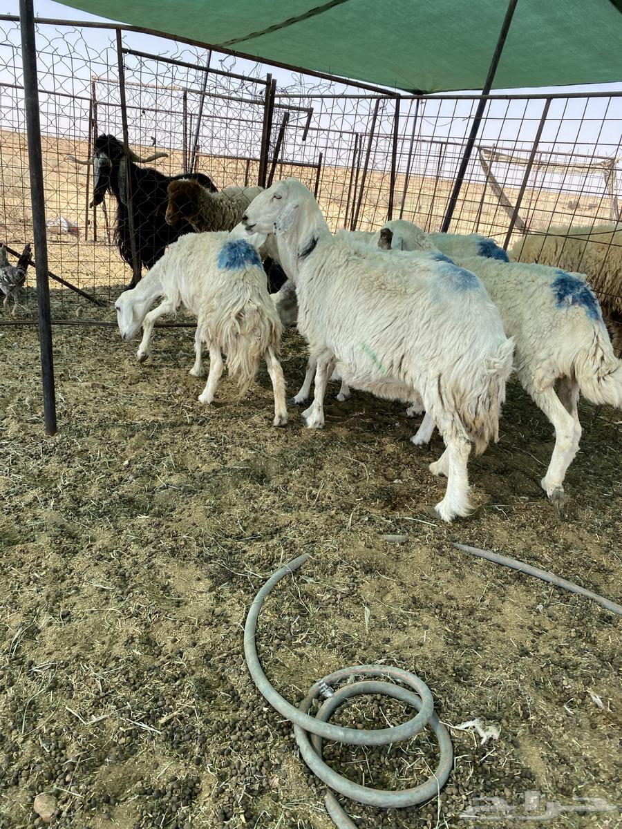 شياه حريات دفيييع واصله64473597068419111