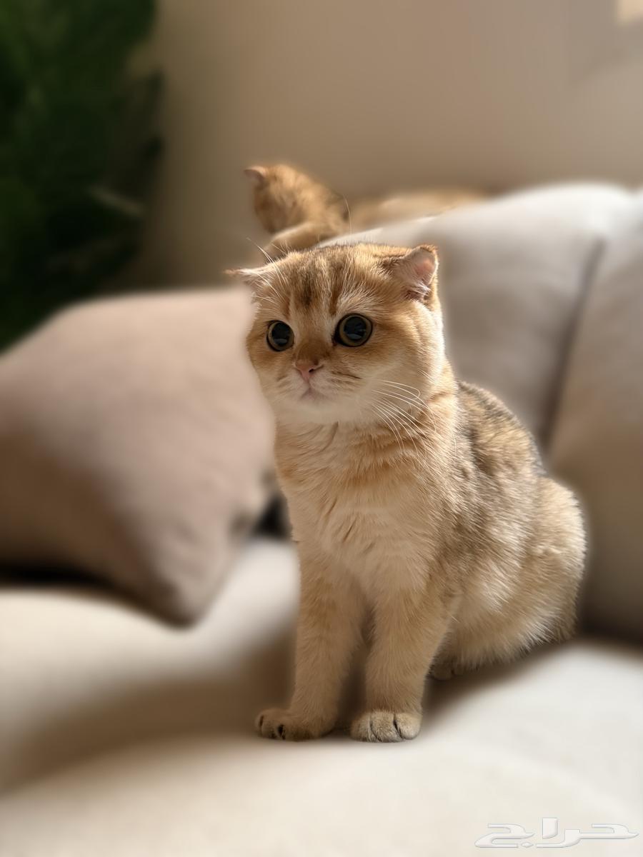 سكوتش انثى للبيع64472871990275110