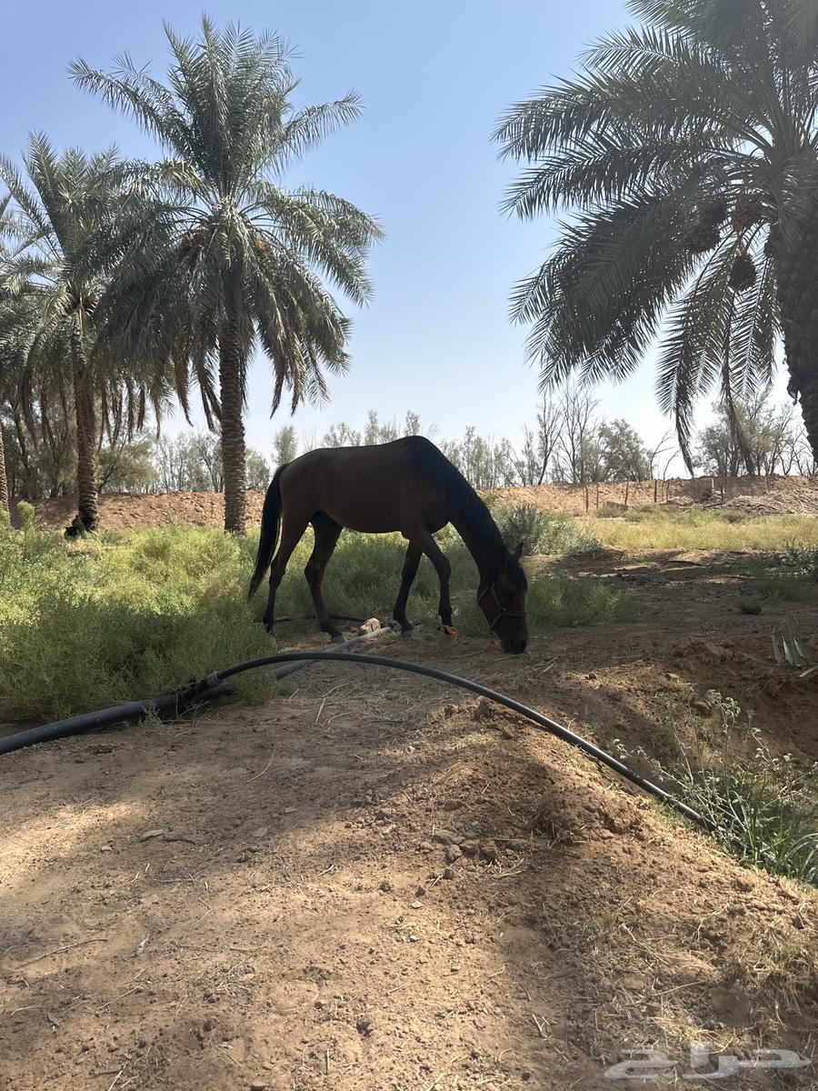 حصان للبيع64474043774338111