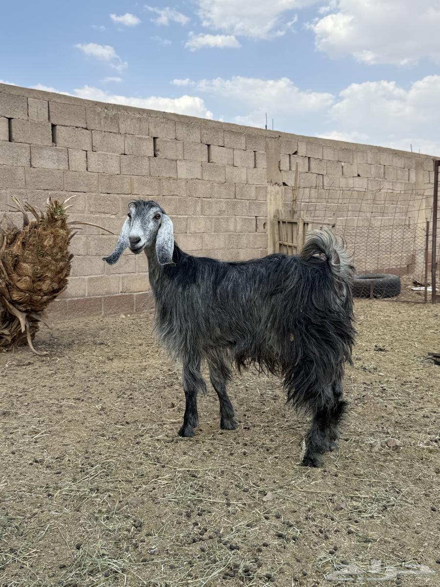 للبيع عنز رباعيه64475736472706110