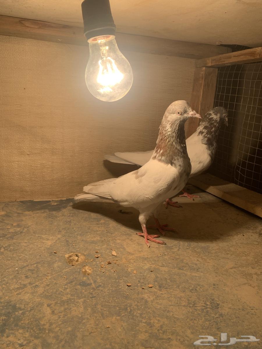 للبيع مجموعة حمام باكستاني شرط الشرط64471266043395113