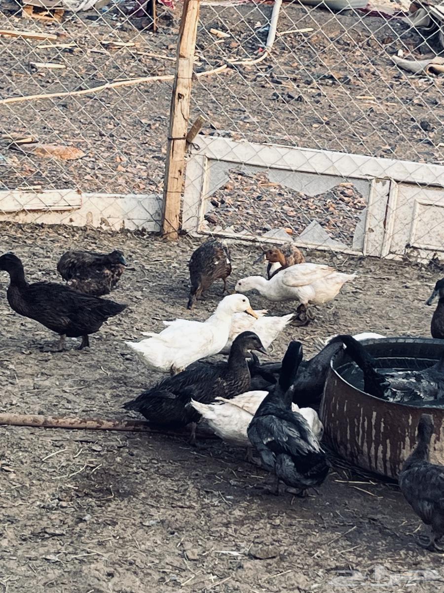 بط للبيع والصحة شرط64476531250178112