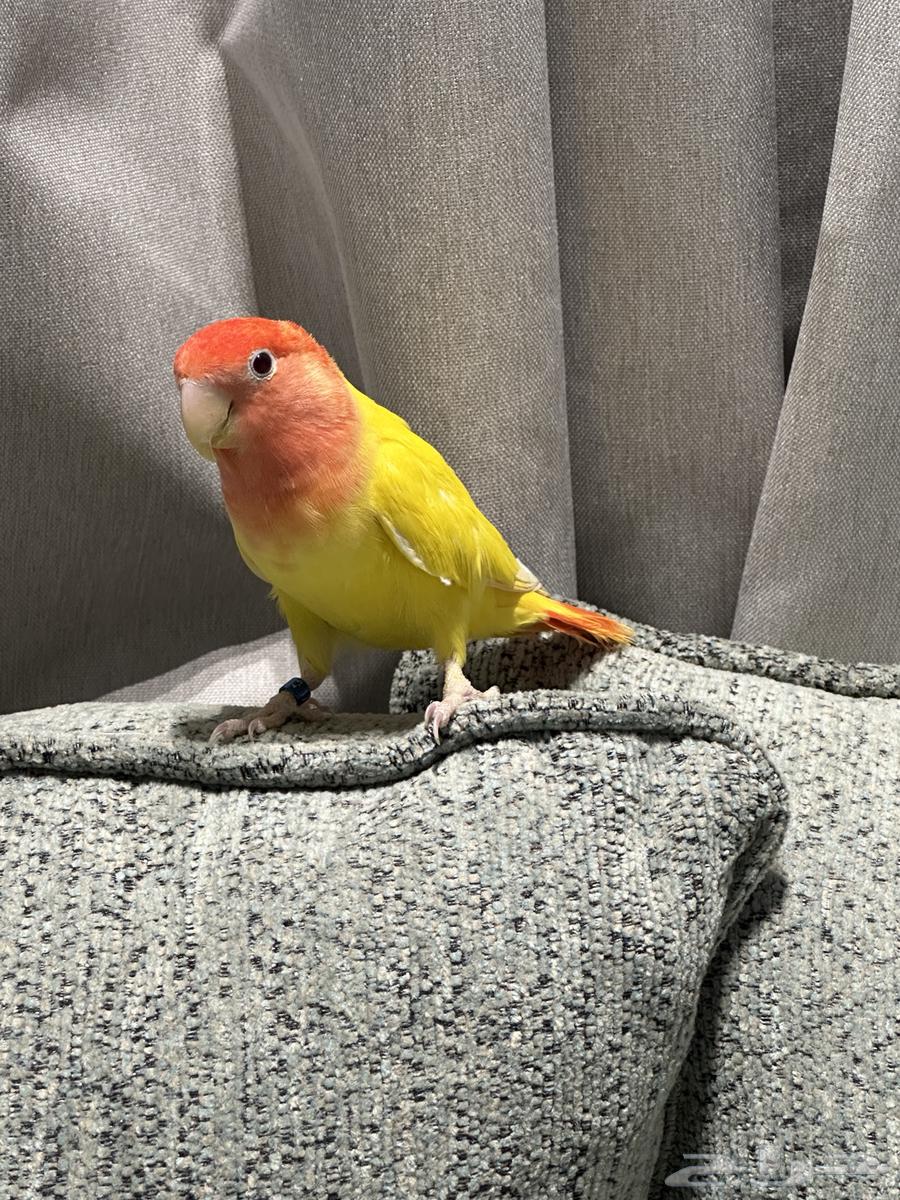 روز للبيع64478526148098110