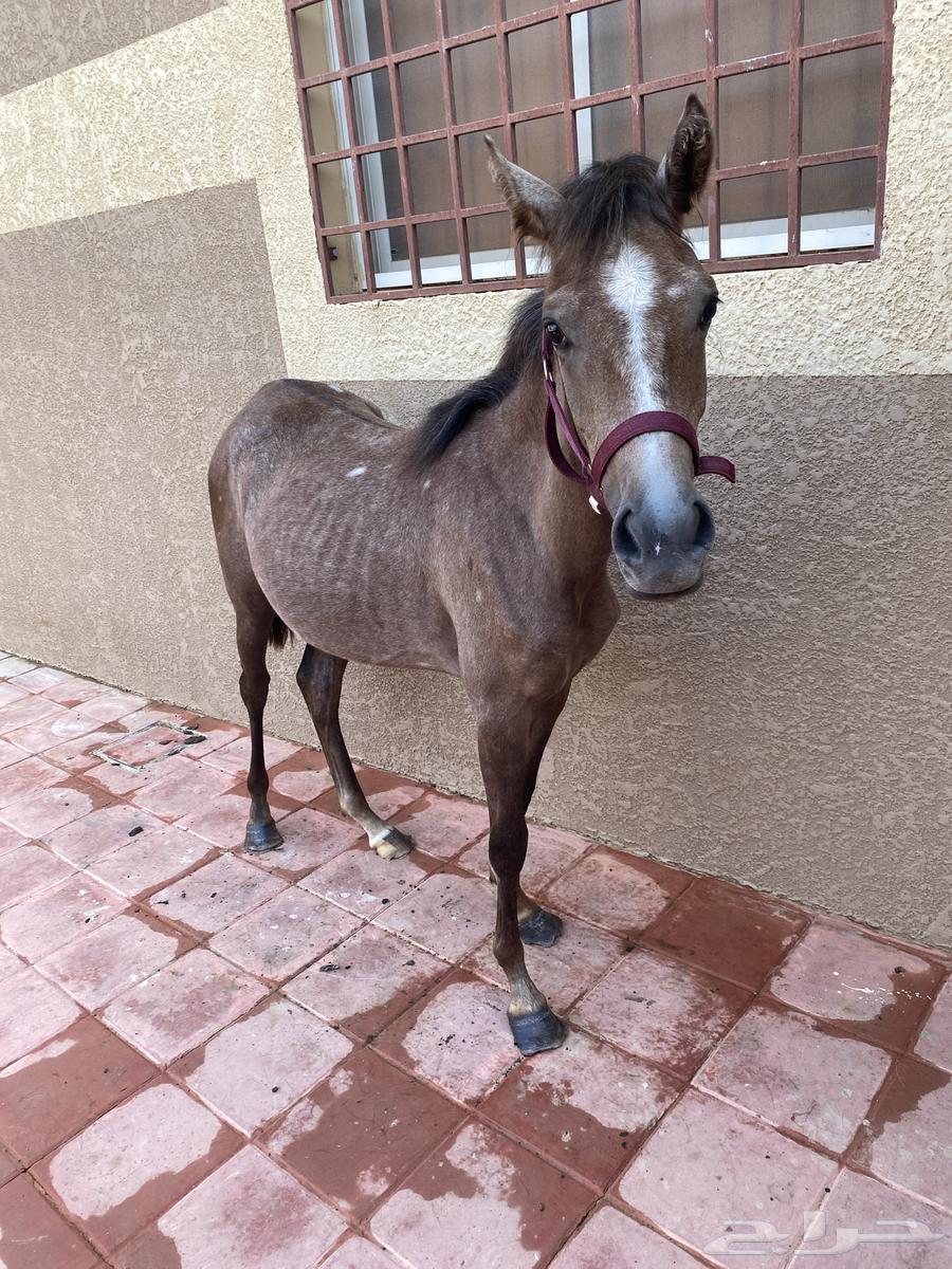 مهره شعبيه للبيع بالمجمعه64475946237057110