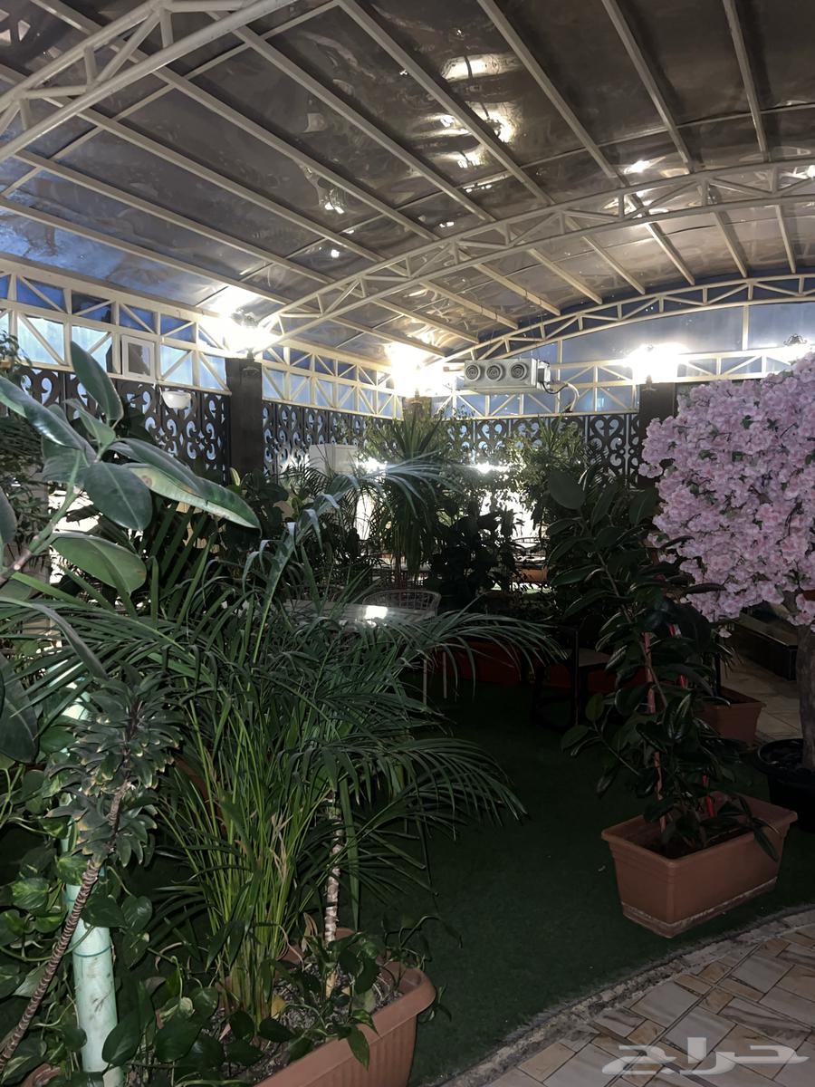 اشجار طبيعيه من مطعم64477838887041110