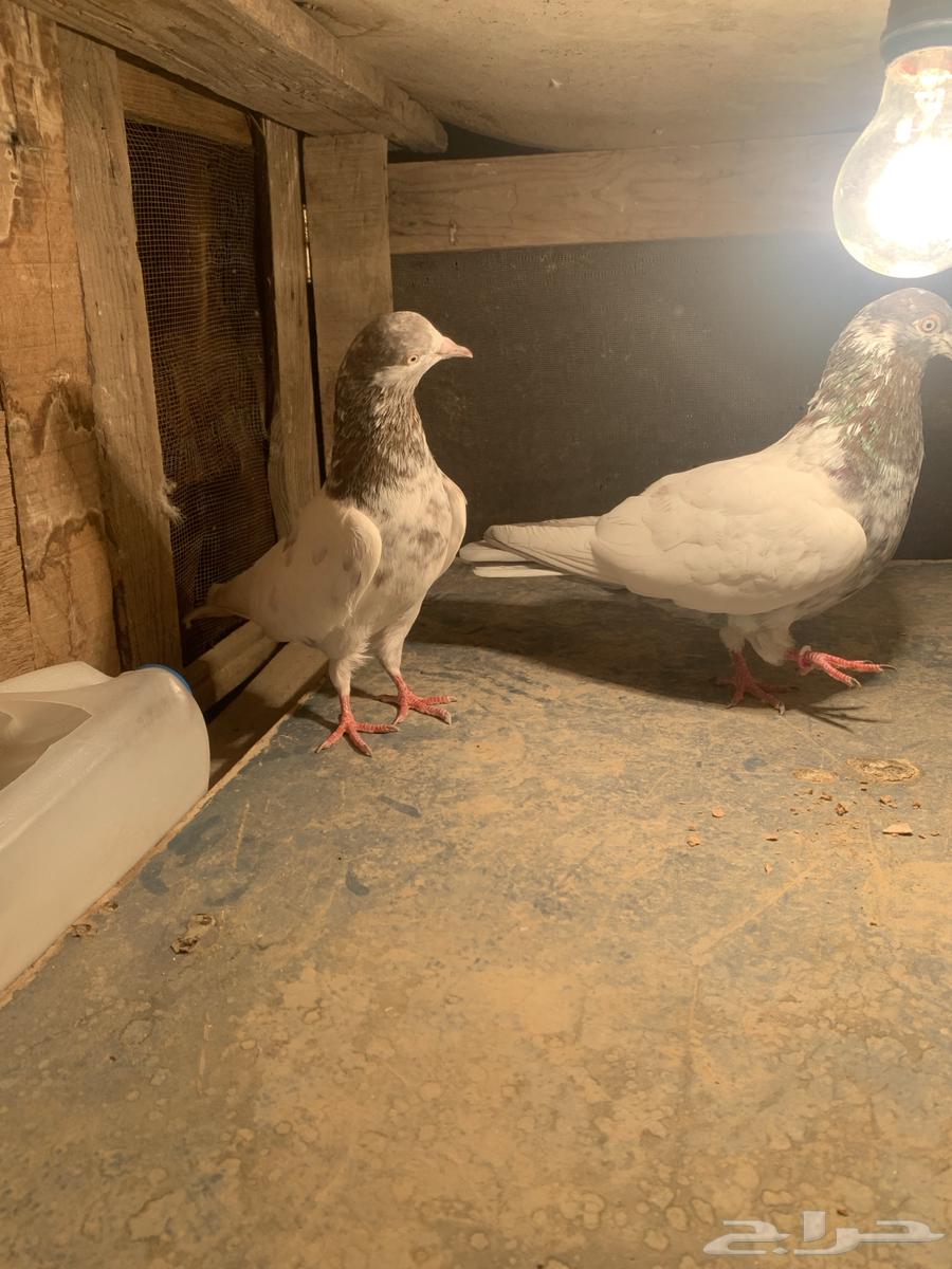 للبيع مجموعة حمام باكستاني شرط الشرط64471266043395112