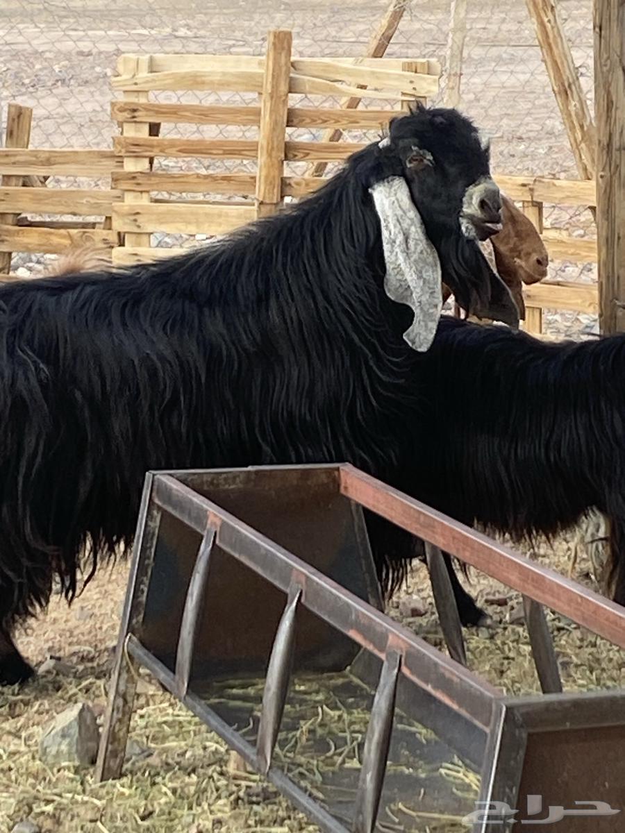 Qualified temporary buck64475918221313112