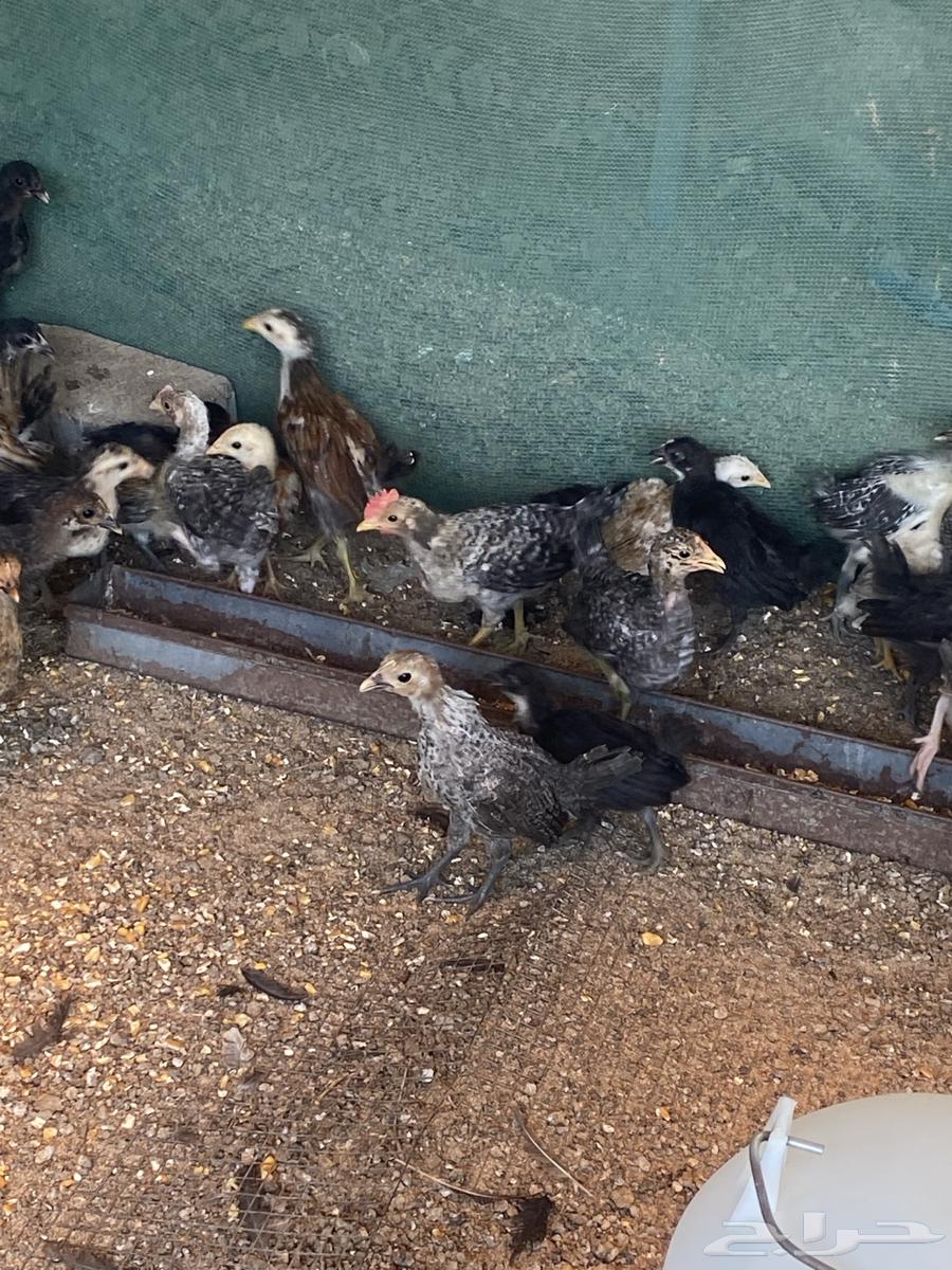Local, Fayoumi, and Turkey Chickens and Roosters for Sale64474139887746110