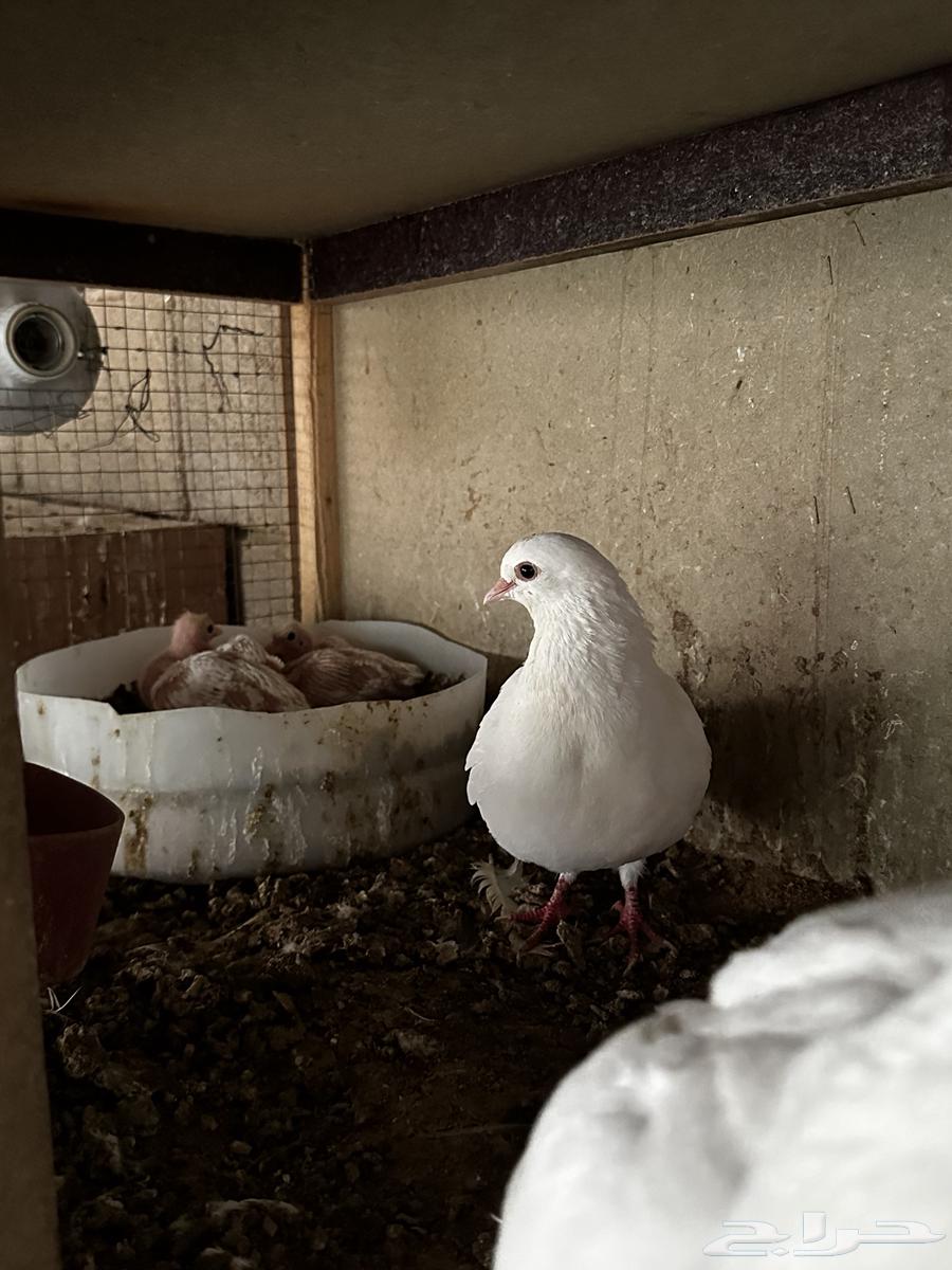 جوز صنعاوي بعياله64477282932226112