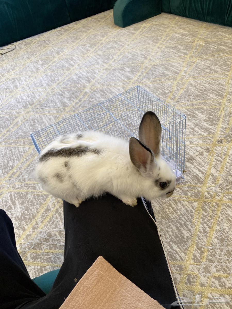 ارنب ذكر اليف مع القفص واغراضه كامل شامل كل شىء السعر 10064472981502082111