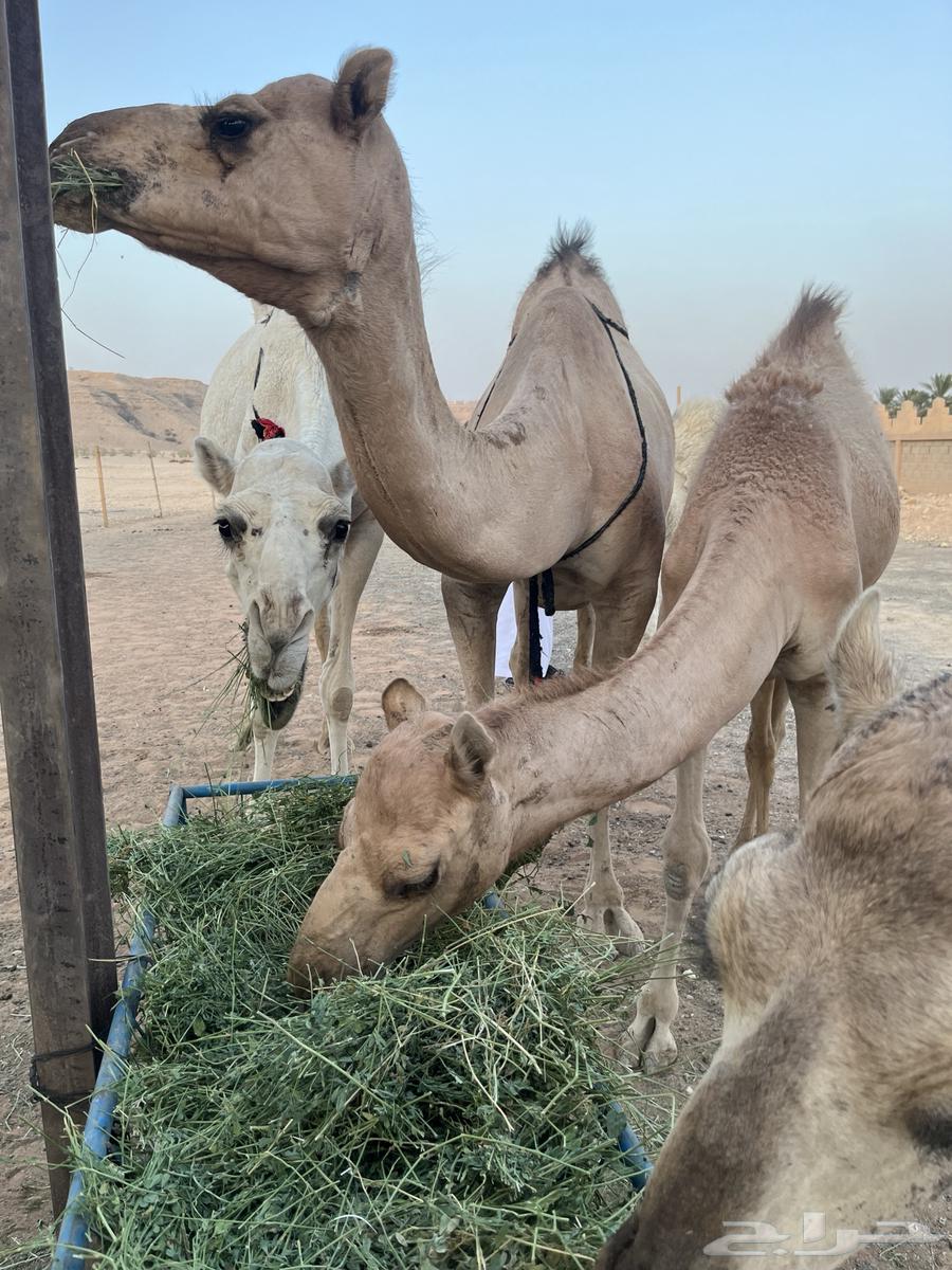 حاشي للبيع عمره 7 شهور حليب وبرسيم64477783264515114