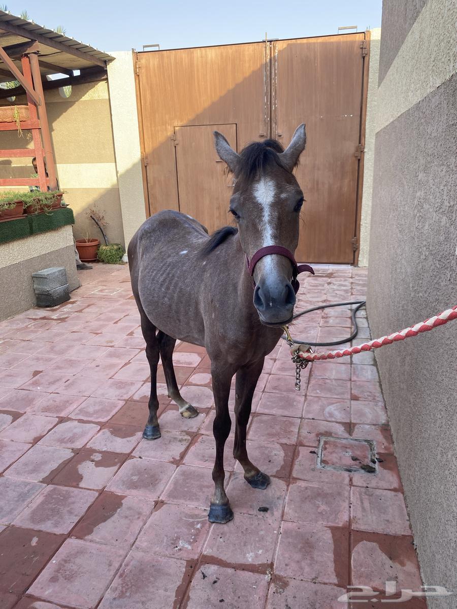 مهره شعبيه للبيع بالمجمعه64475946237057114