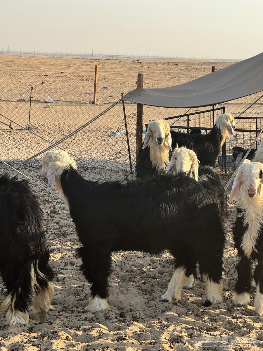 طليان نجد جذعان بريه نظيفه طيبه للبيع جمله وتفريد64476266789890111