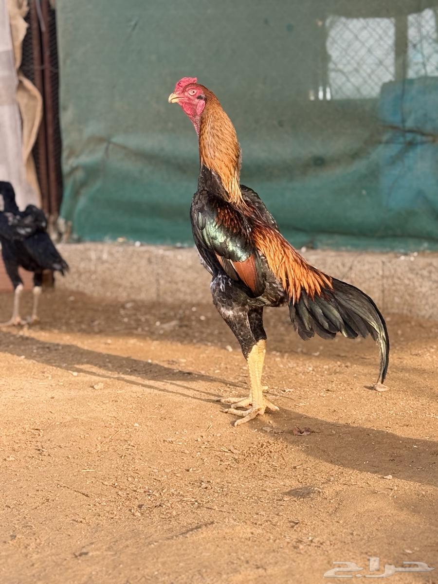 ديك ياباني فاخر64477268948609110