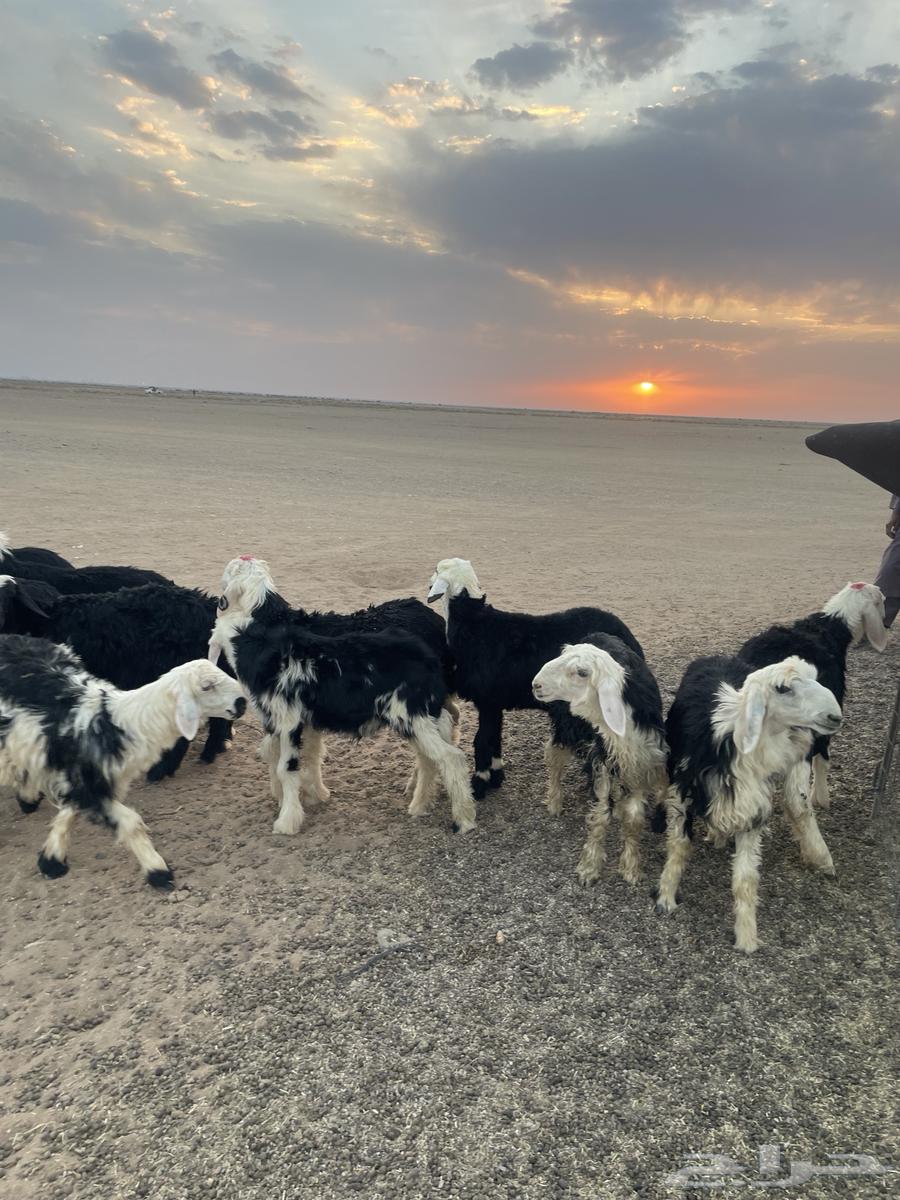 طليان نجد (( تم البيع ))64476531263619114