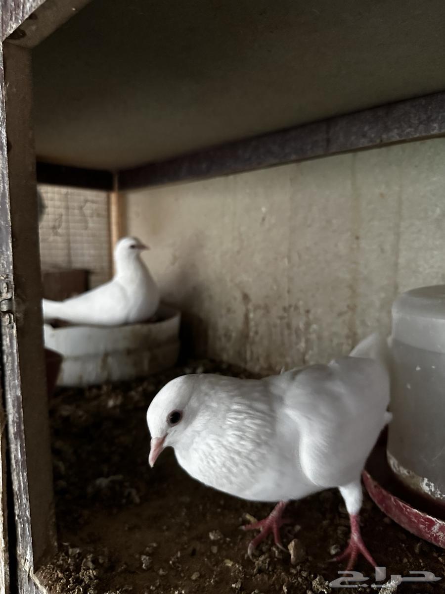 جوز صنعاوي بعياله64477282932226113