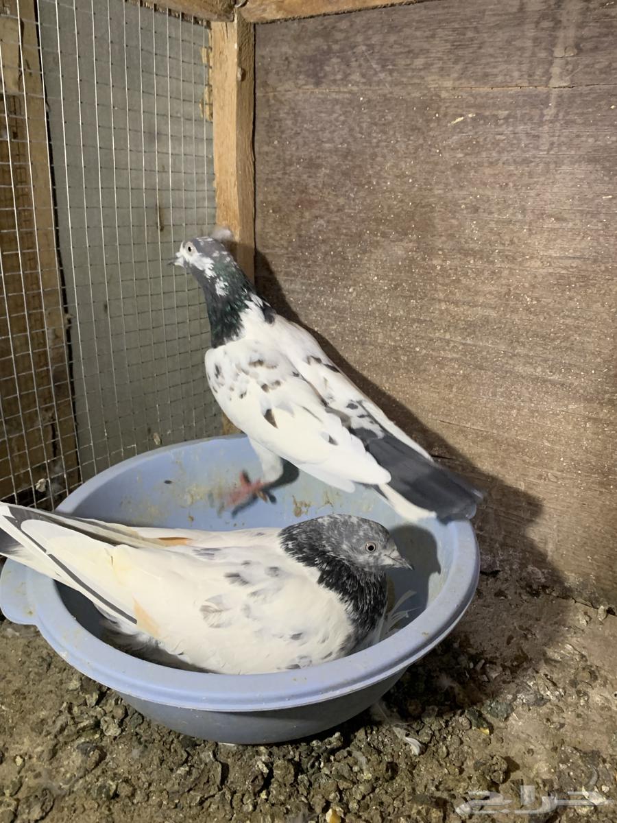 للبيع مجموعة حمام باكستاني شرط الشرط64471266043395114