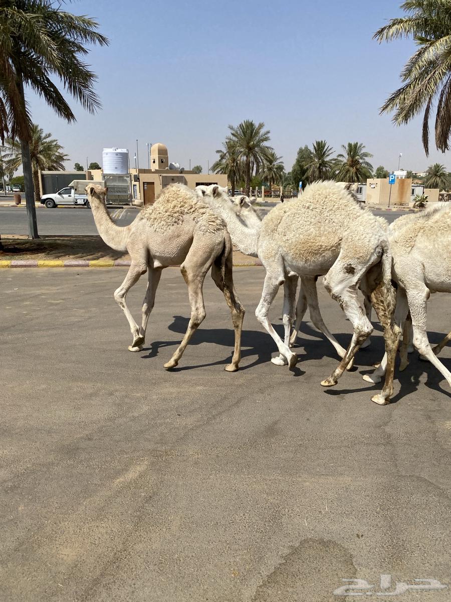 العدد 5 قعدان لبانية واساسهن طيب64473597096833112