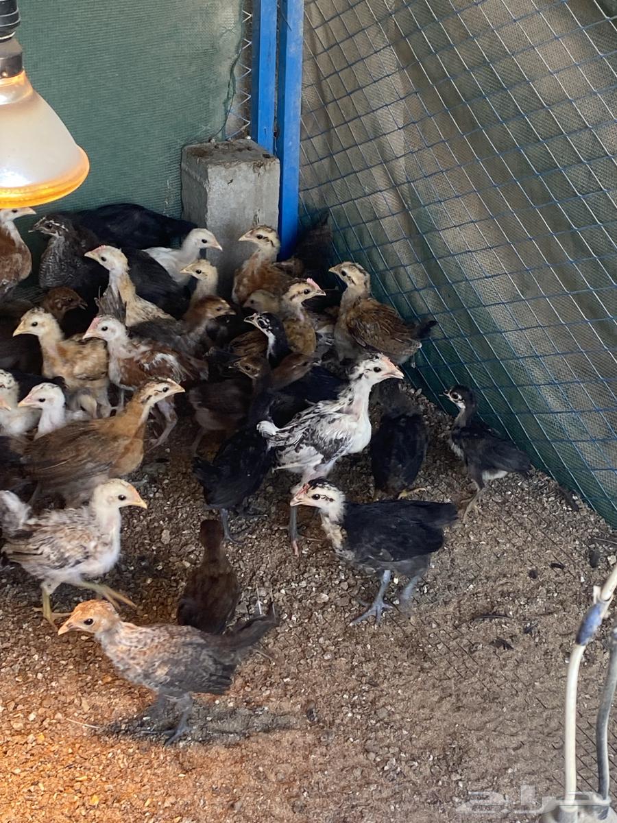 Local, Fayoumi, and Turkey Chickens and Roosters for Sale64474139887746113