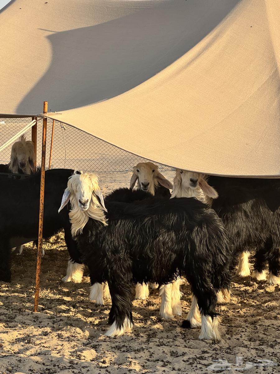 طليان نجد جذعان بريه نظيفه طيبه للبيع جمله وتفريد64476266789890114