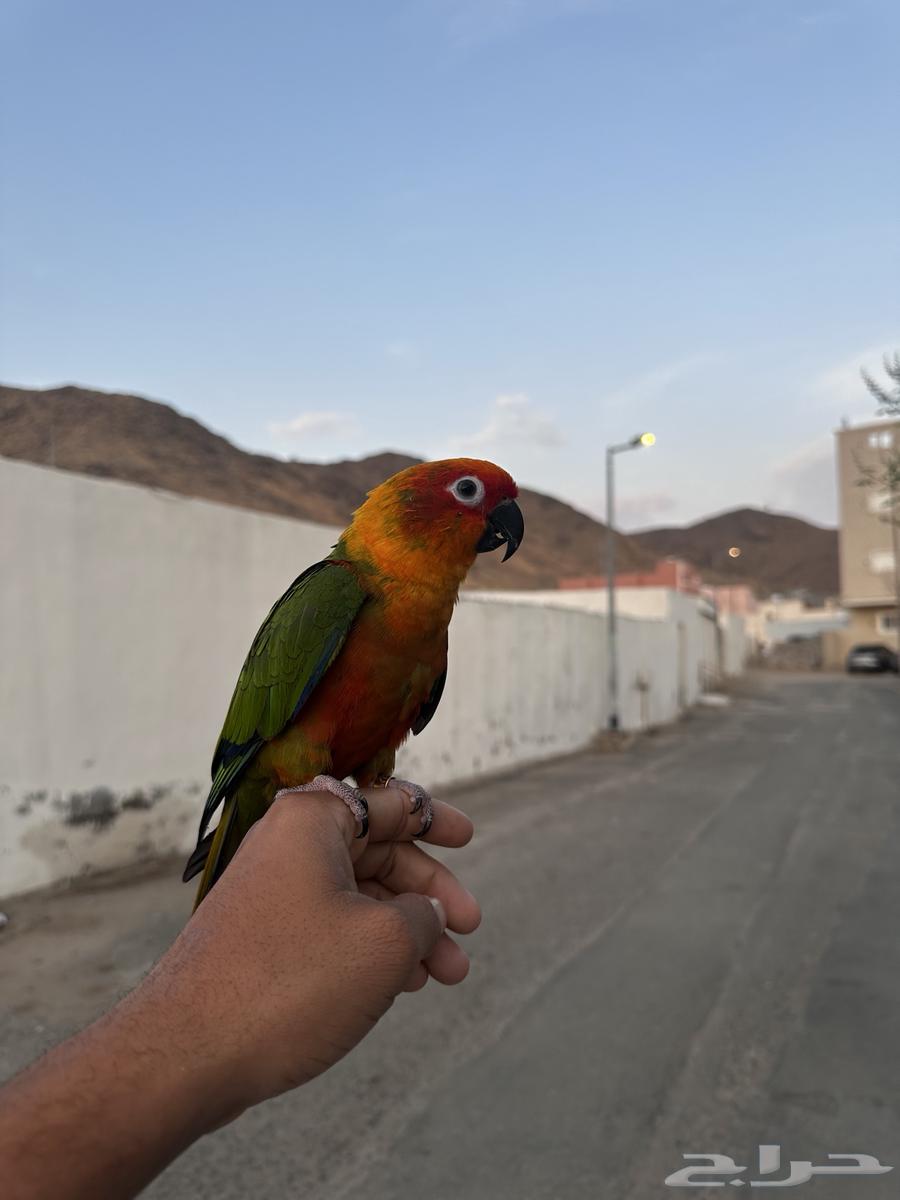 للبيع كنيور اليف جدا64472844491778111