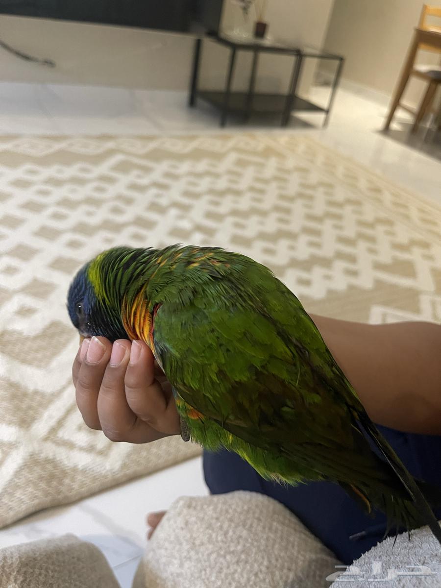 بغبغاء لوري للبيع64474444344835111