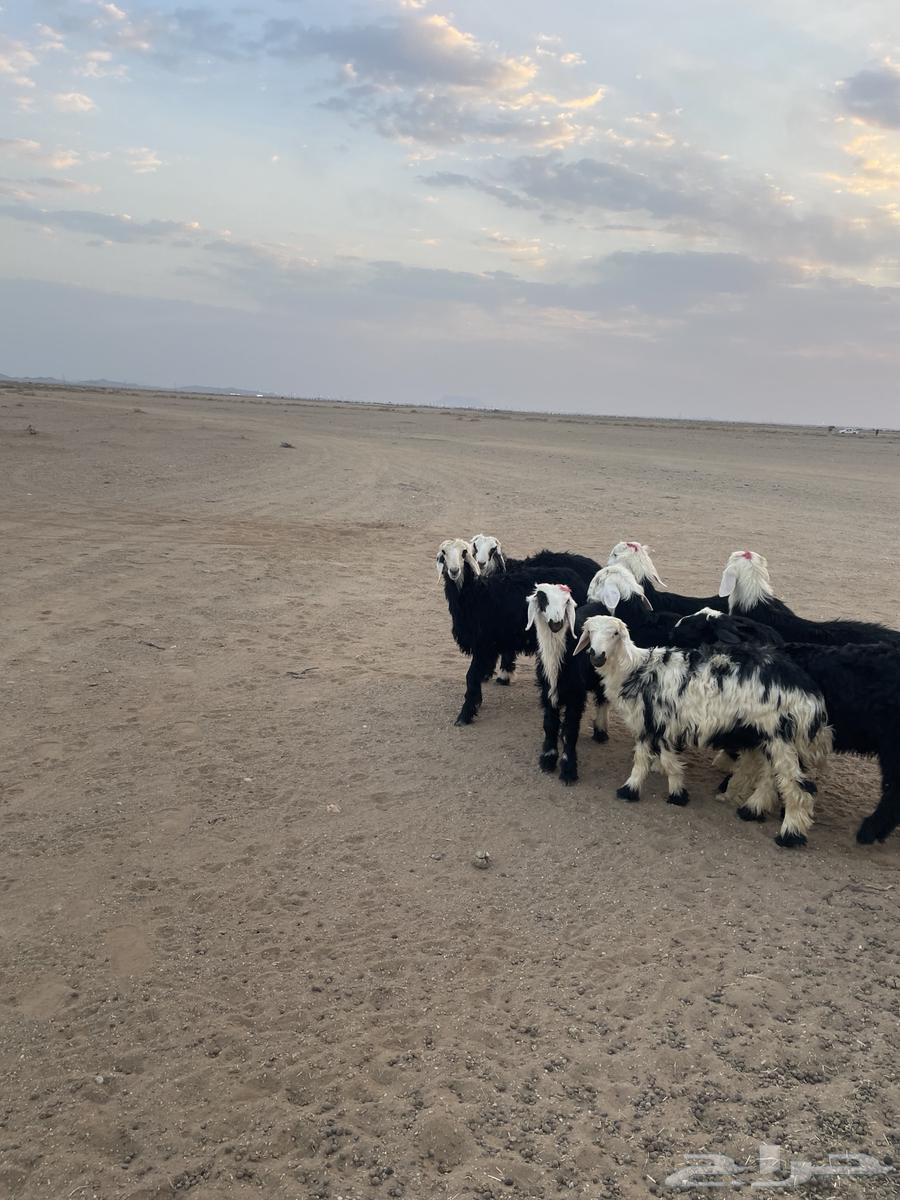 طليان نجد (( تم البيع ))64476531263619111