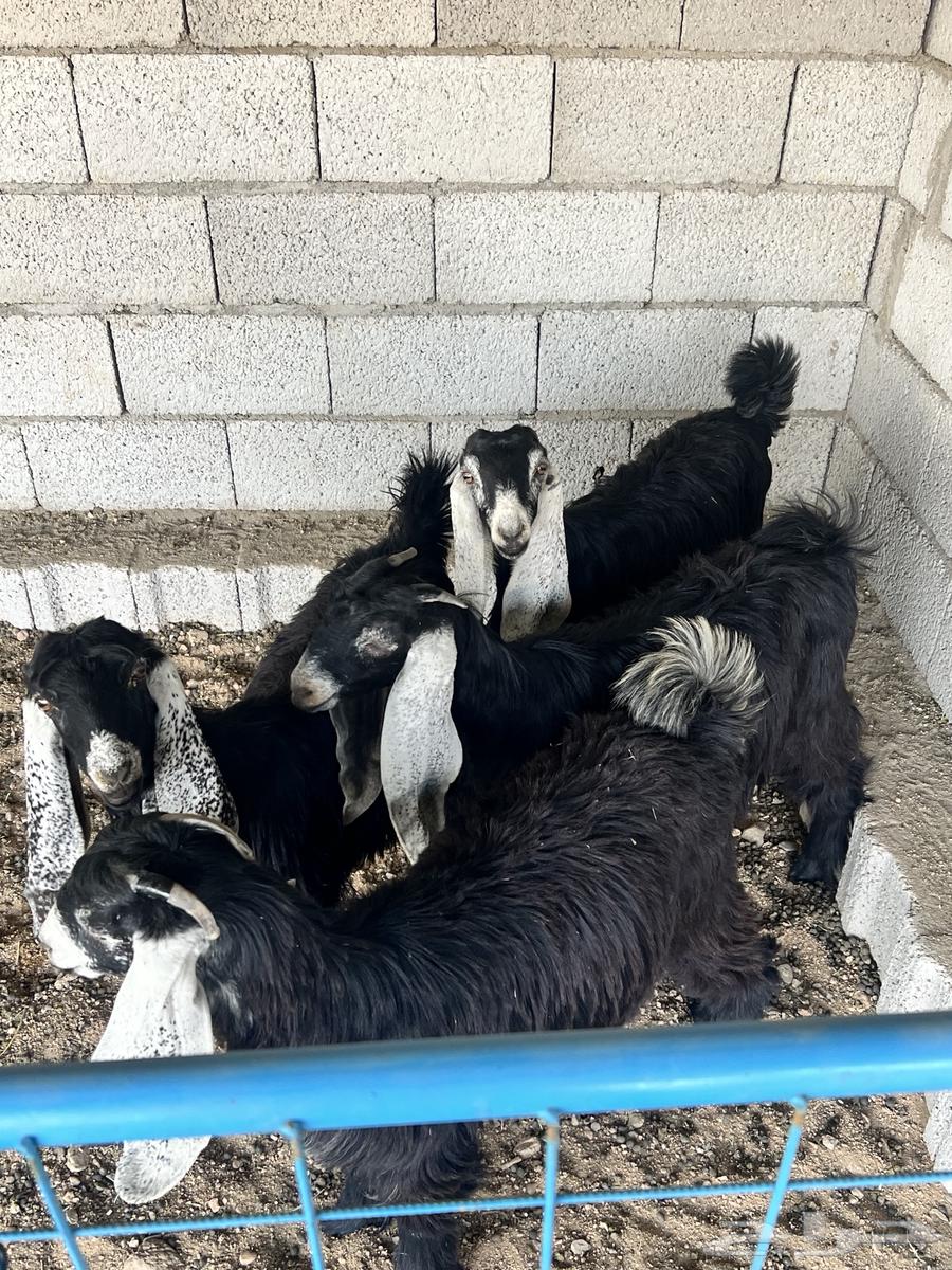 جفار عوارض للبيع64476991277441112