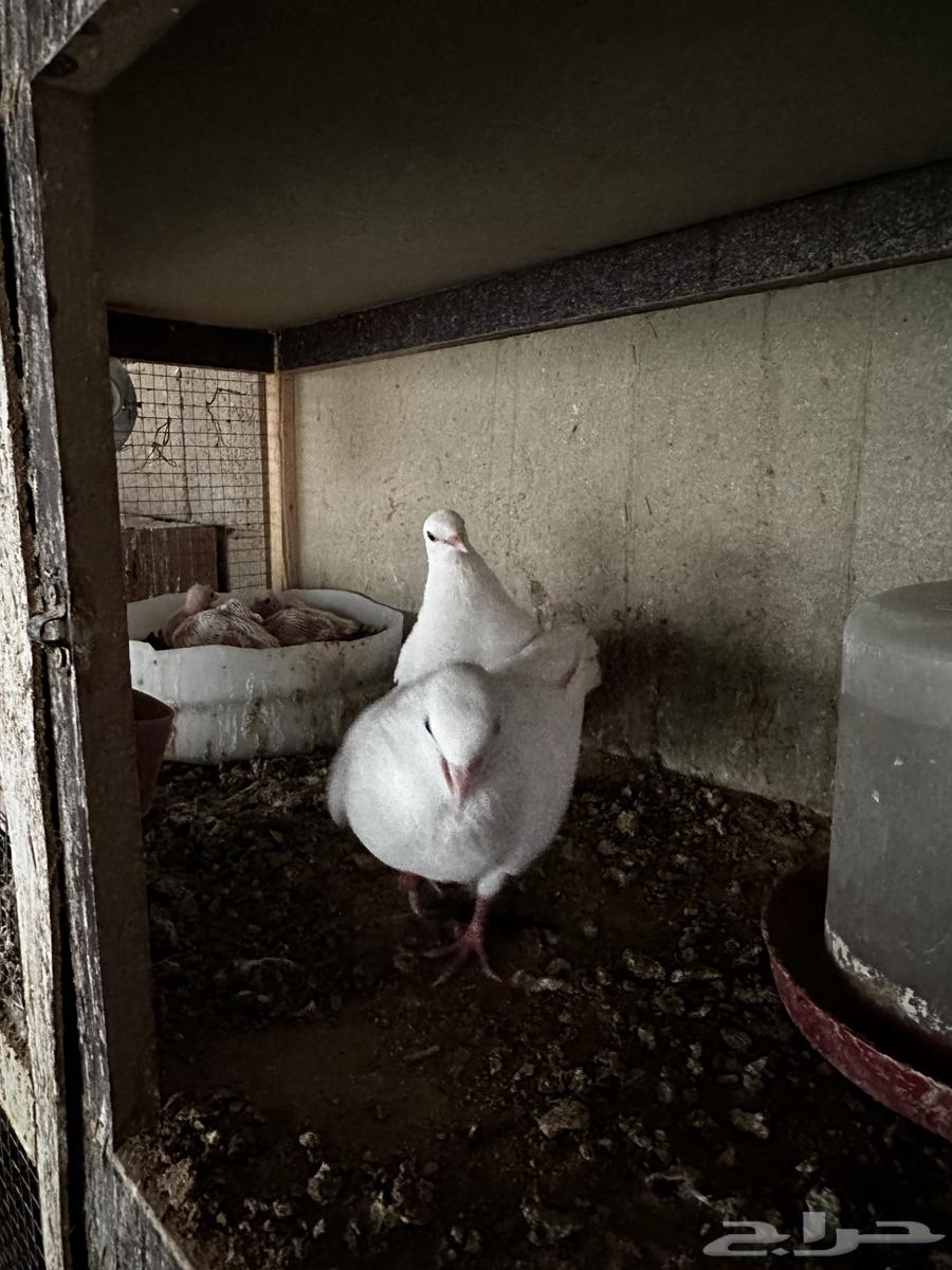 جوز صنعاوي بعياله64477282932226110