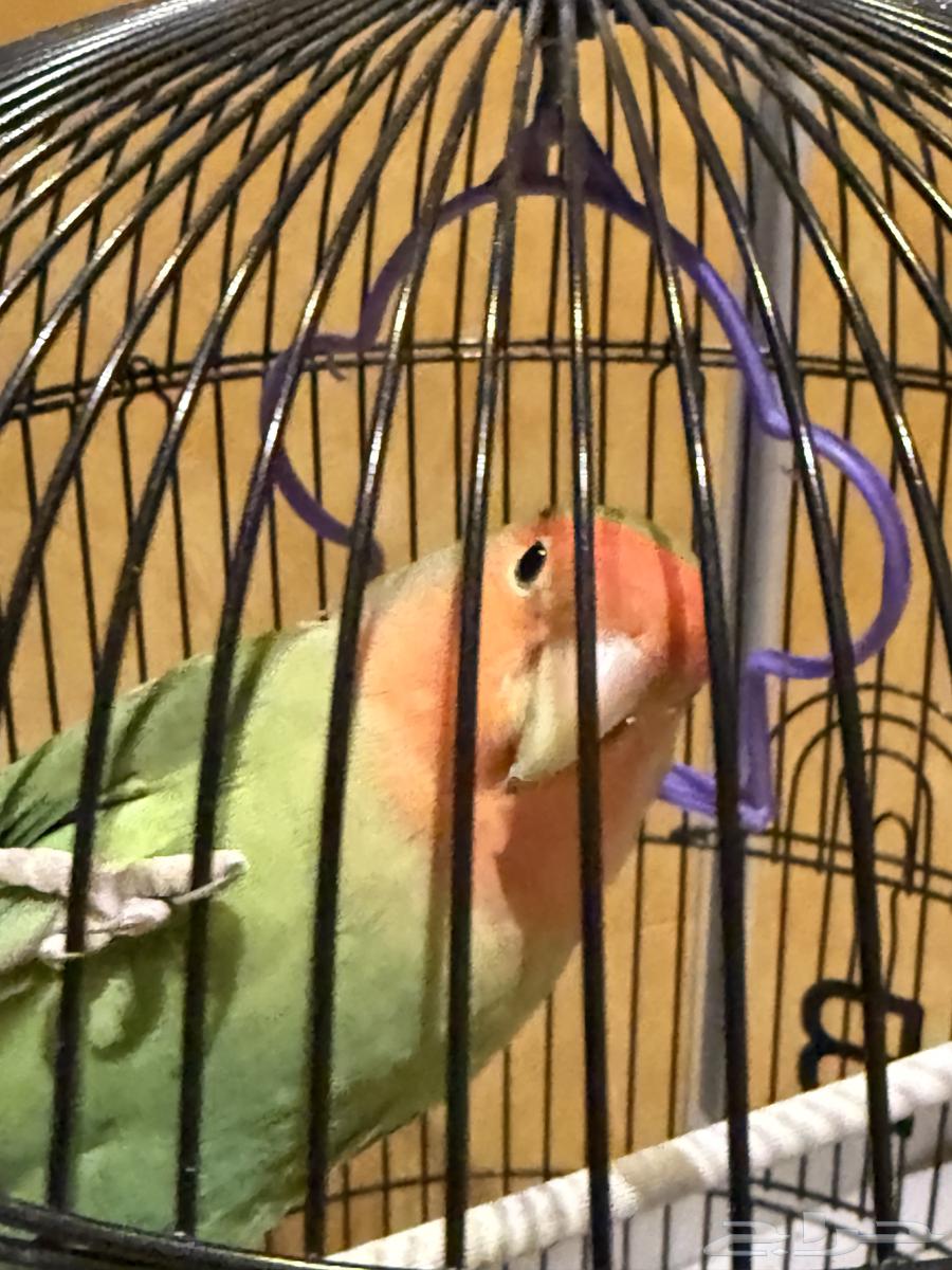 روز مع قفص واكل عمره 9 شهور64476838804866113