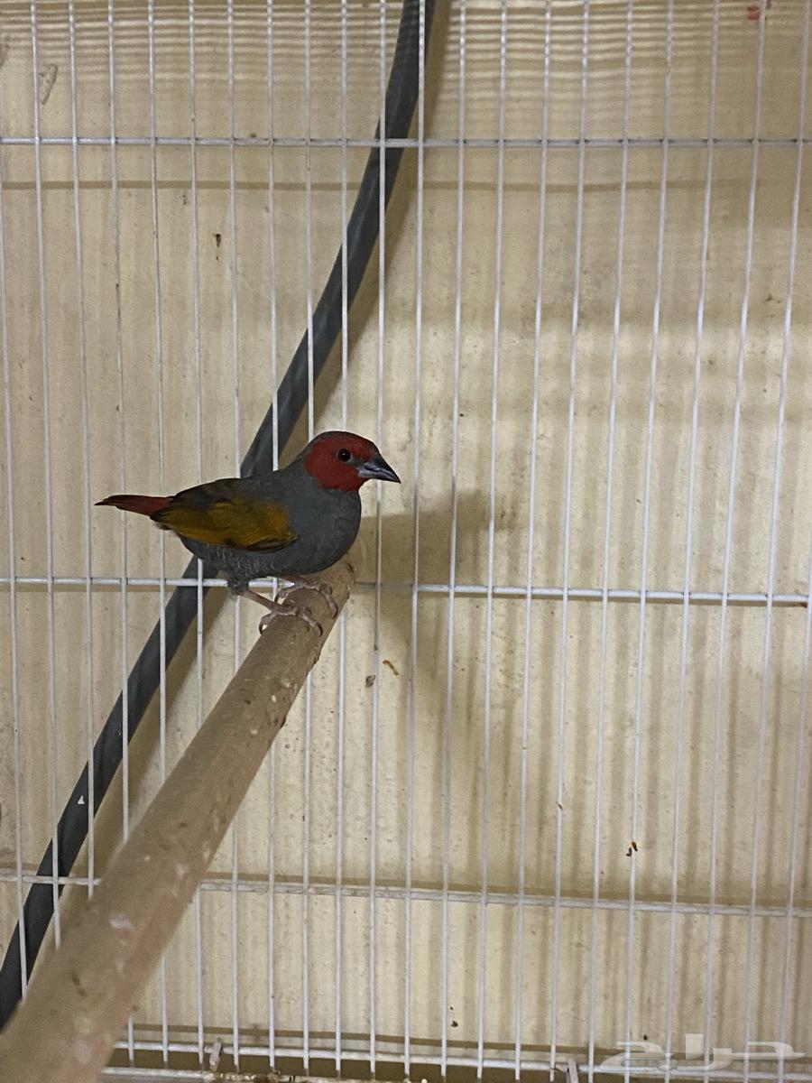 للبيع ذكر باتيليا64478787210882111